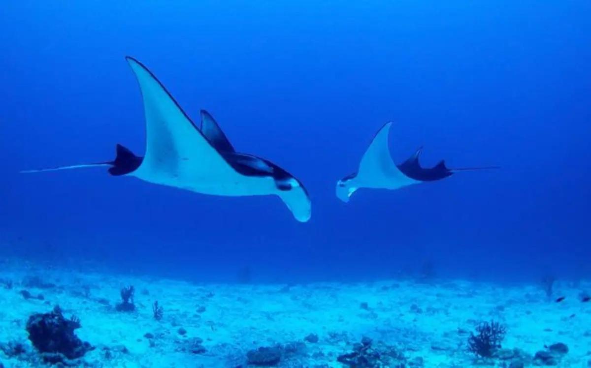 White Sandy Beach-Best Manta Snorkeling Tethi 외부 사진